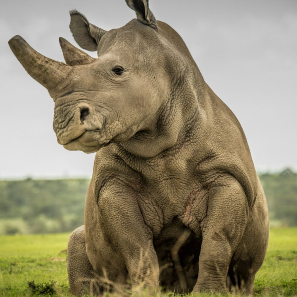 Meet your Posher, Jani